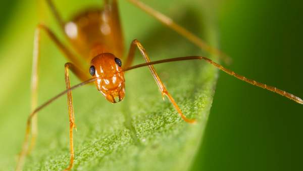 வராத விலங்குகள் வராத விலங்குகள்