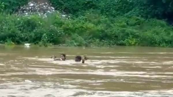 வெள்ளத்தின் வீரியம்