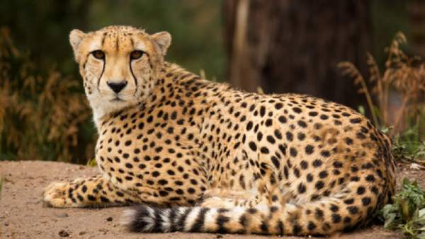  5 ஆண் சீட்டாக்கள் 