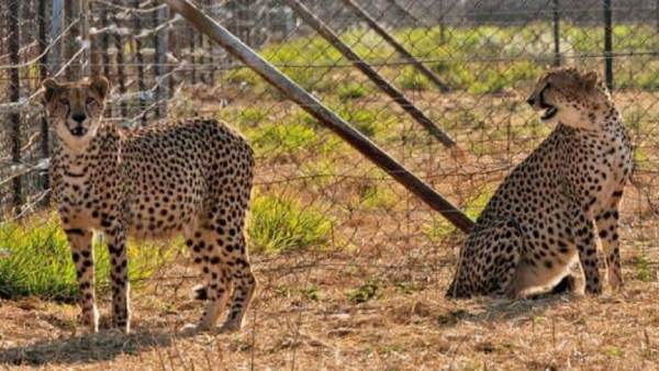 மகத்தான சாதனை 