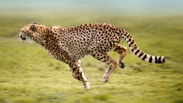 ஓடுவதற்கு தகுந்த இடமா? 