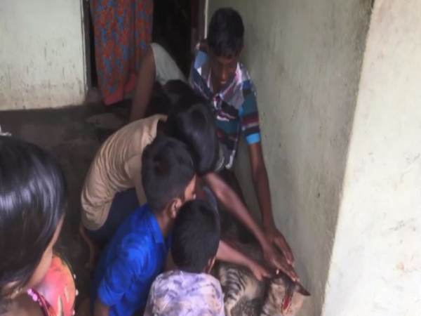 காணாமல் போன பூனை 