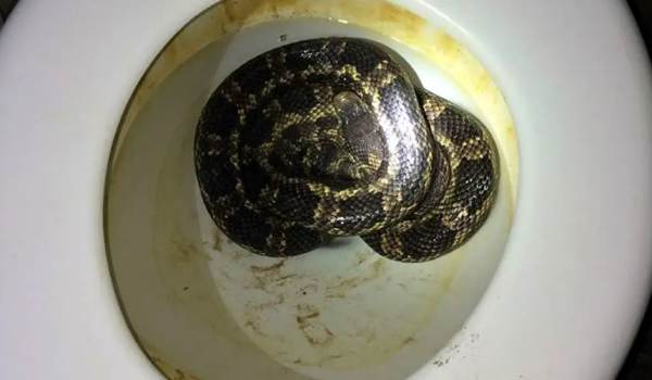 டாய்லெட்