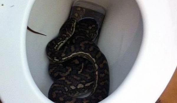  8 அங்குலம் நீளம்