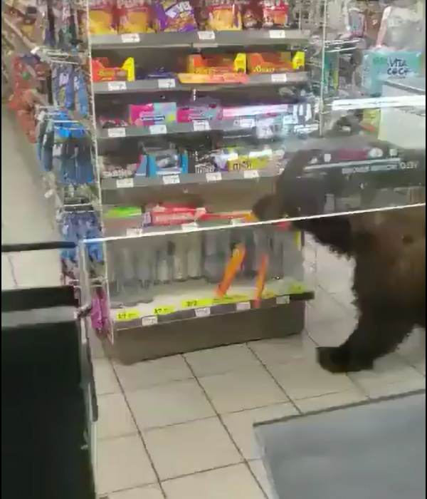  புலி பசித்தாலும் புல்லை திங்காது 