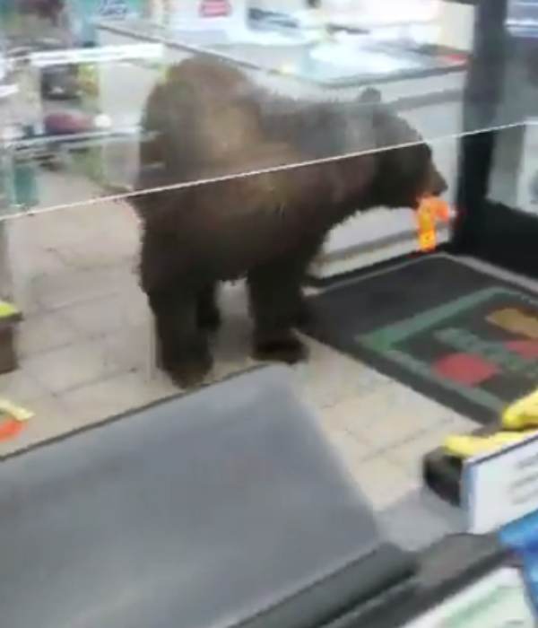  இரவு நேரங்களில் கரடி 