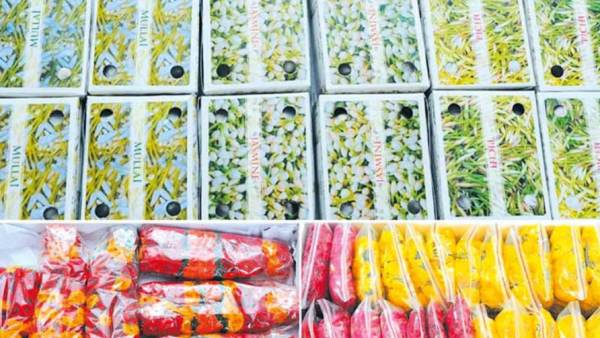  அல்லி = பிச்சிப்பூ = முல்லை