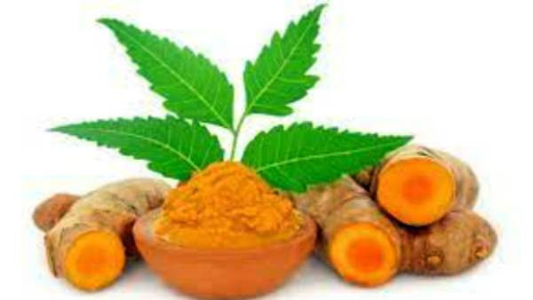 மஞ்சள் வேப்பங்கொழுந்து மஞ்சள் வேப்பங்கொழுந்து