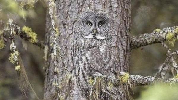 ராட்சத ஆந்தை 'ஈஸ்டர்ன் ஸ்க்ரீச்' 