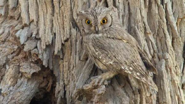 அமேசானில் புகைப்படம் எடுக்க..