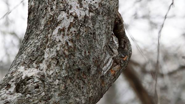  எளிதில் பார்க்க முடியாது 