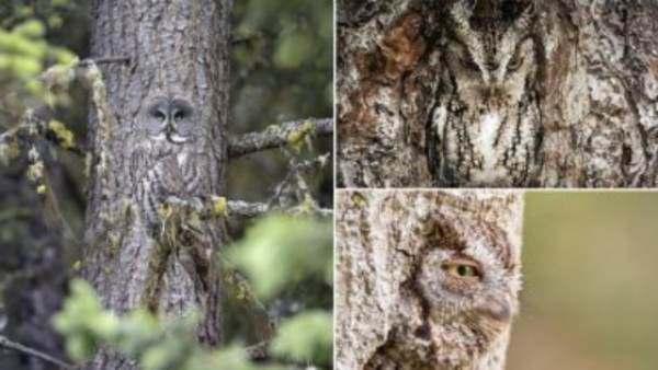 கேமோஃப்ளெஜ் ஆந்தை 