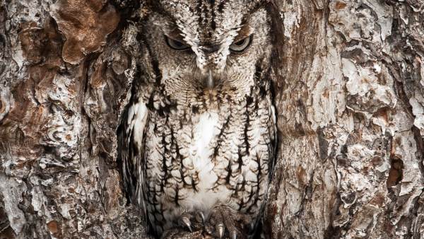  கேமோஃப்ளெஜ் 