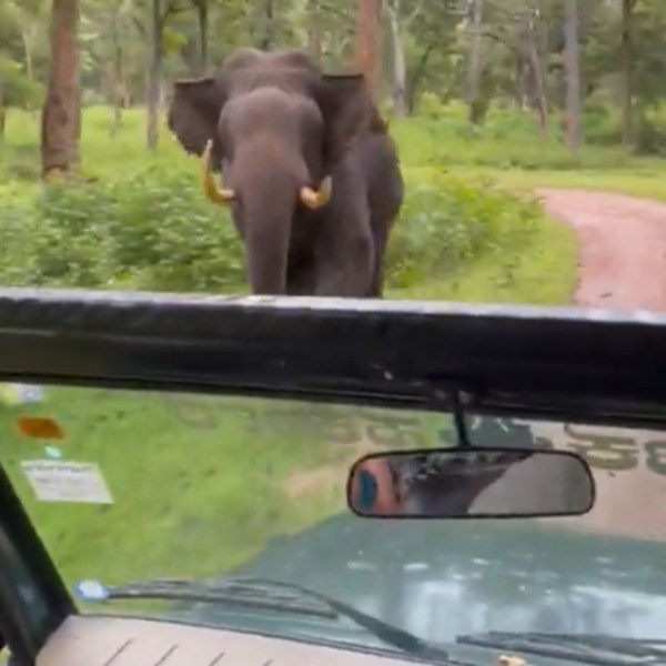 கேப்டன் கூல் 