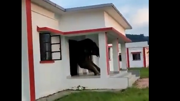 கரும்பு? 