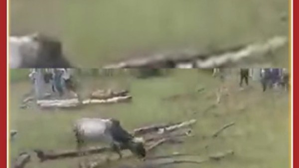 சடலங்கள்