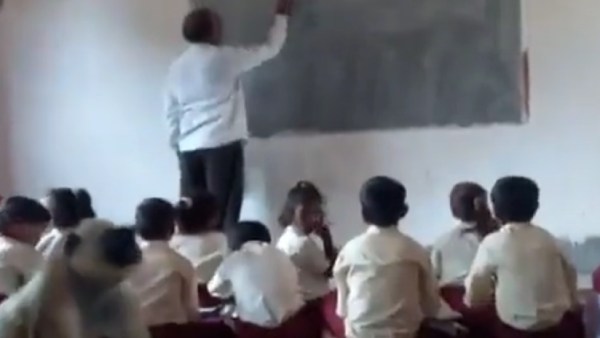 செல்பிக்கு போஸ் கொடுக்கும் குரங்குகள் 