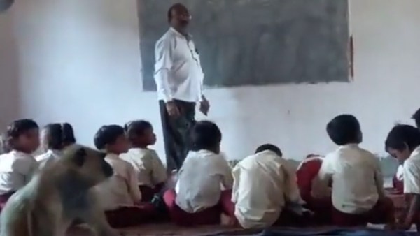 குரங்குகளின் சேட்டைகள் 