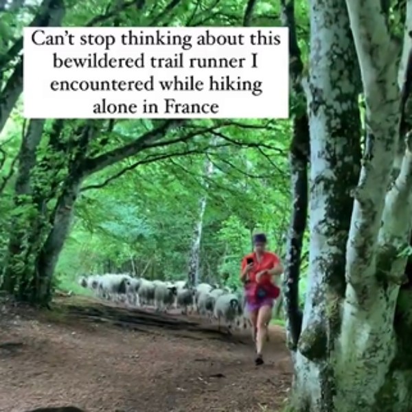 பின் தொடர்ந்த ஆடுகள் 