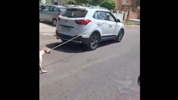 நாயை வெறுத்த மருத்துவர் நாயை வெறுத்த மருத்துவர்