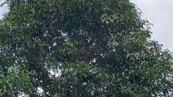 எப்படி இறங்குவது? 