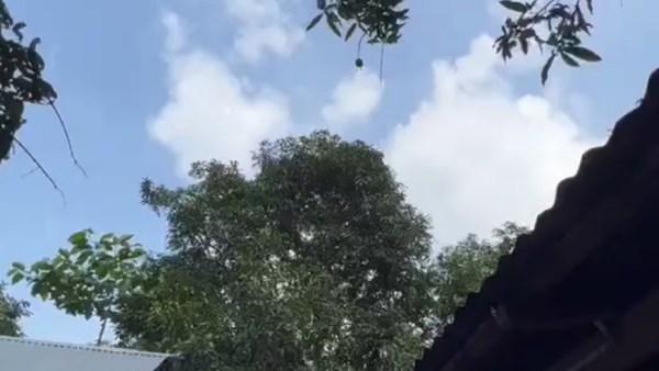 தென்னை மரத்தில் ஏறும் சிறுத்தைகள் 