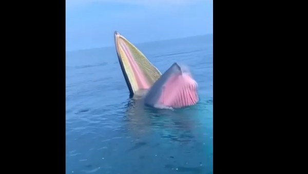 ஆஸ்திரேலிய சுற்றுலா பயணிகள் ஆஸ்திரேலிய சுற்றுலா பயணிகள்