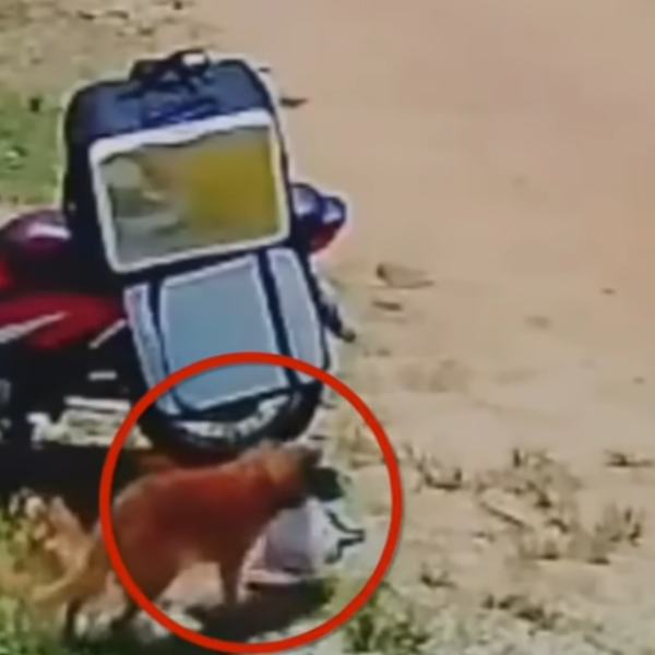 நாயால் வந்த சோதனை 