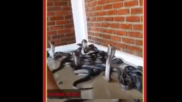  பாத்ரூமில் பாம்பு