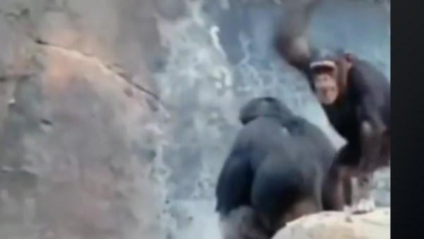 குடும்பமாக வசிக்கும் கொரில்லாக்கள்.. 