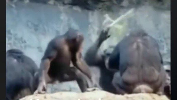  அமெரிக்க மிருகக்காட்சி சாலை 