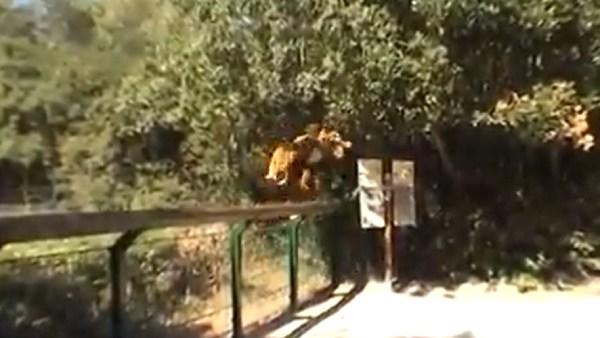 காலியார்ட் 