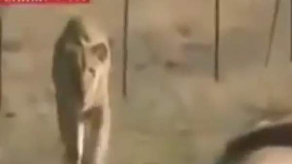 சிங்கத்திடம் 'பிராங்க்' 