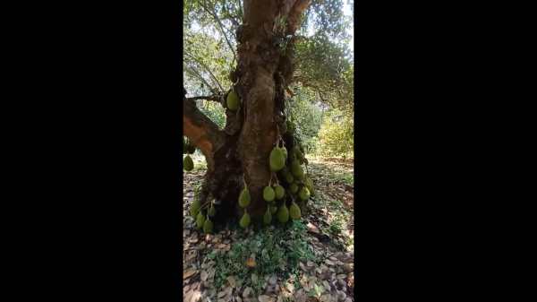 எத்தனை பலா எத்தனை பலா