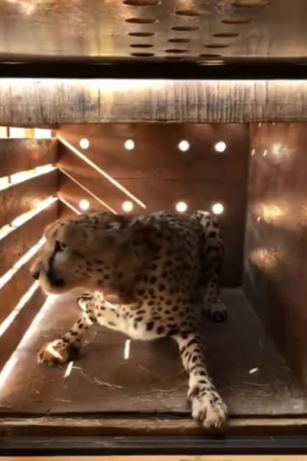 சீட்டா வகை புலிகள் 