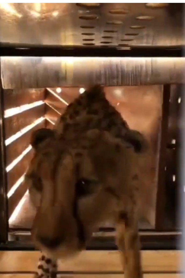 இந்தியா வந்தடைந்த சீட்டாக்கள் 