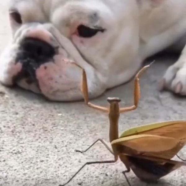 விளையாட வந்த வெட்டுக்கிளி 