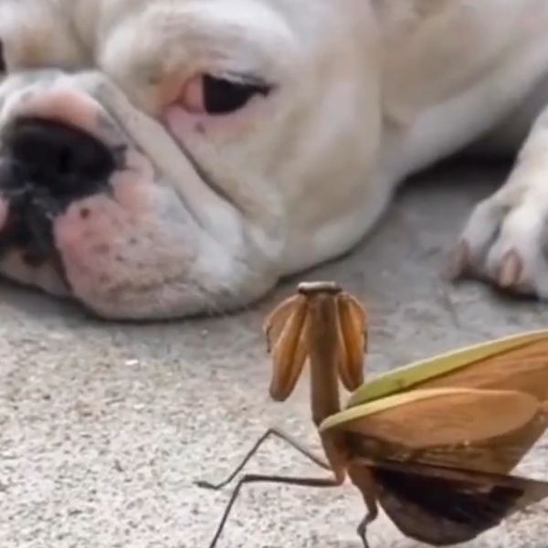 சோகத்தில் இருந்த நாய் 