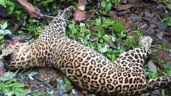  கைகொடுத்த அரிவாள் 