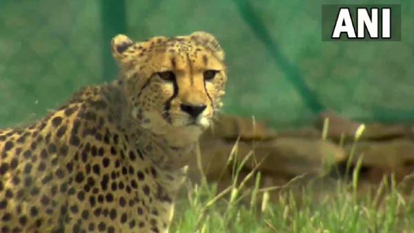 மான்கள் இரை மான்கள் இரை