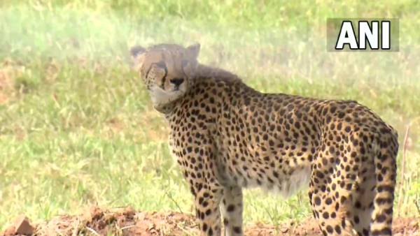 பெரும் வரவேற்பு பெரும் வரவேற்பு