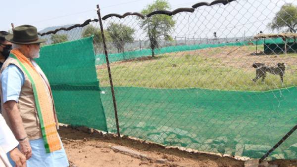 சிவிங்கி புலிகளுக்கு மறுவாழ்வு - மோடி சிவிங்கி புலிகளுக்கு மறுவாழ்வு - மோடி