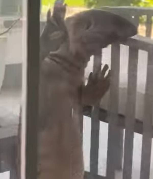 திகில் வீடியோ 