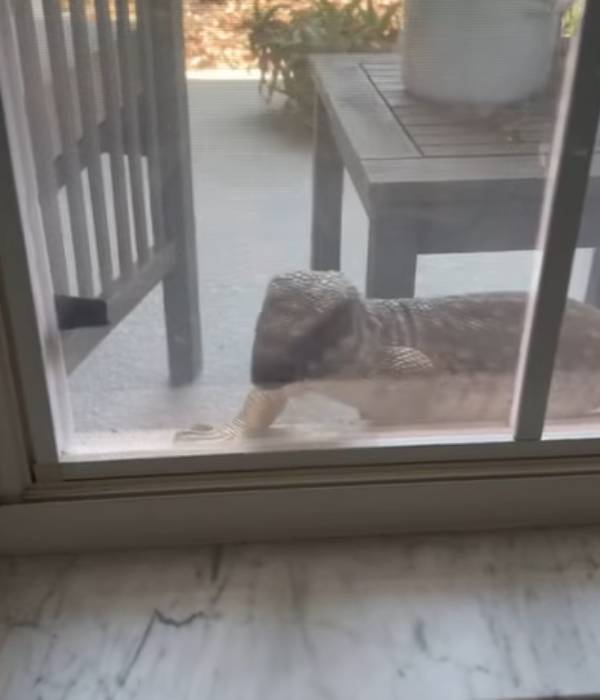  விலங்குகளின் நகரம் 