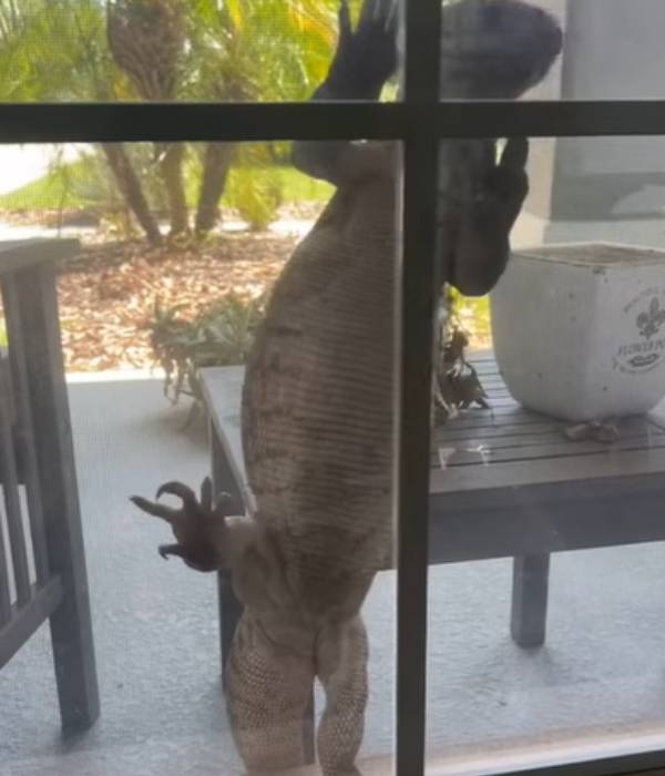 துணிச்சலாக வீடியோ.. 