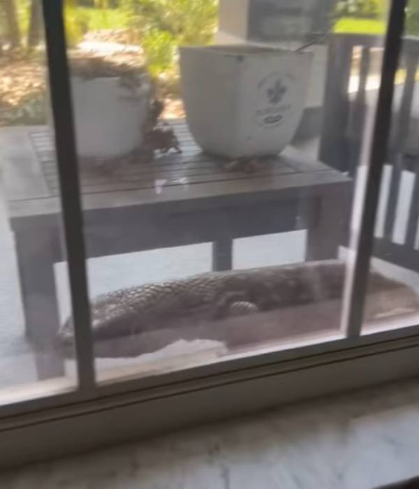 பல்லிகளின் அரக்கன் 