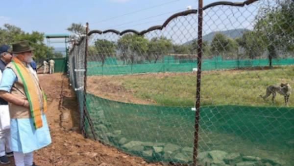 சிறுத்தைகள் சிறுத்தைகள்