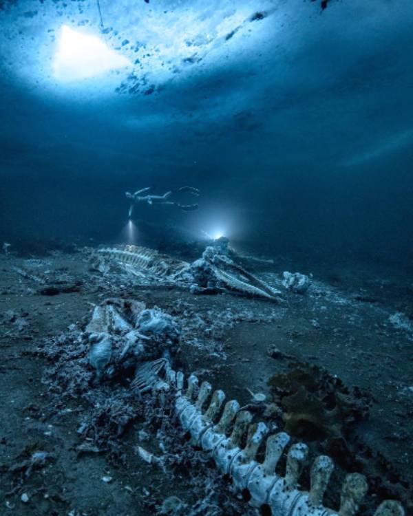 பயன்கள் 