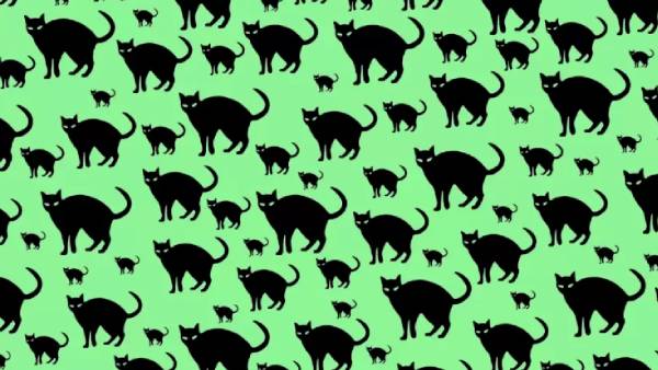 ஒளி மாயை படங்கள் 