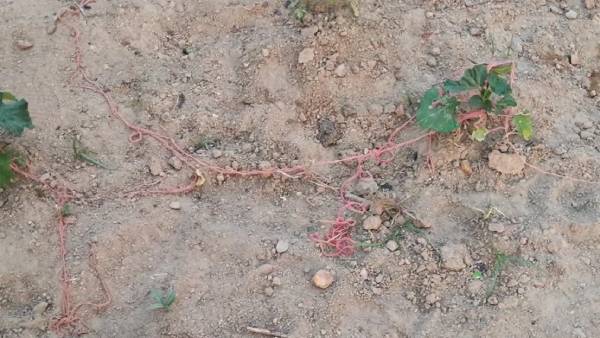 ஒரேபோடு 